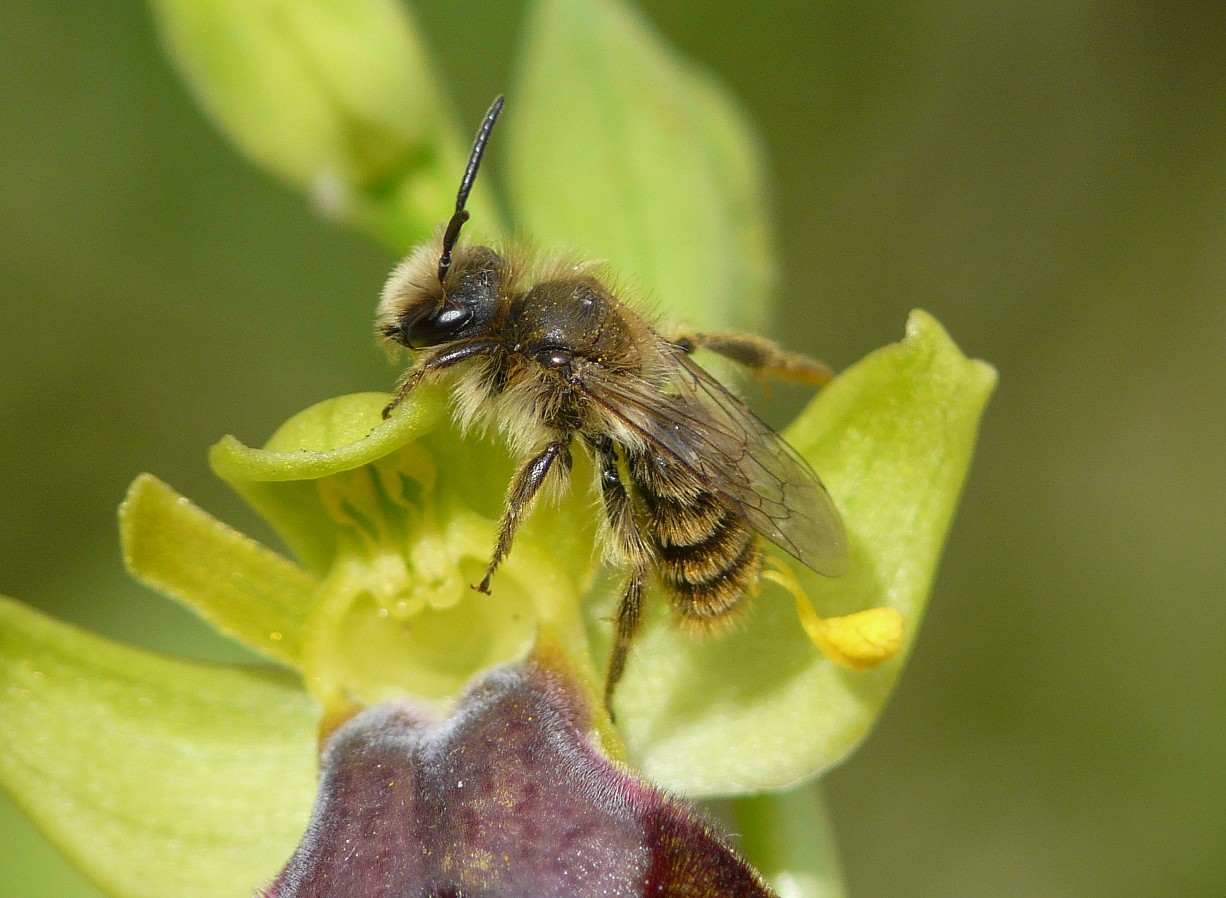 Aiuto...  Andrena cfr. hesperia, maschio